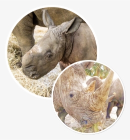 Cinco De Rhino - Black Rhinoceros, HD Png Download, Transparent PNG