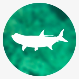 Tarpon-circle - Shark, HD Png Download, Transparent PNG