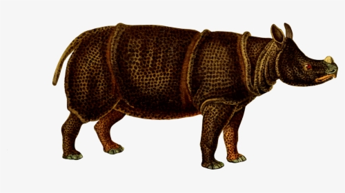 Snout,wildlife,indian Rhinoceros - Rhinoceros, HD Png Download, Transparent PNG