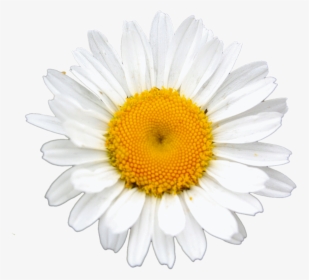 Daisy Clipart Landscape, HD Png Download, Transparent PNG
