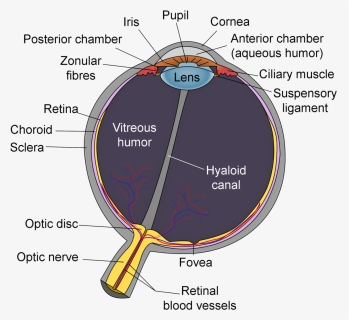 Schematic Diagram Of The Human Eye, HD Png Download, Transparent PNG