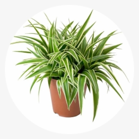 Chloropythum Comosum - Spider Plant Terracotta Pot, HD Png Download, Transparent PNG