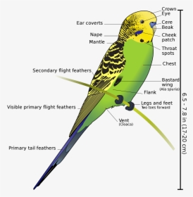 Anatomy And Physiology Of Aves Vertebrate Zoology Draw - Sri Lankan Love Birds, HD Png Download, Transparent PNG
