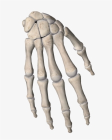 #bone #bones #phalanges #fingers #hand #hands #skeleton - Bone, HD Png Download, Transparent PNG