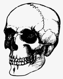 Academic Drawing Human Skeleton Transparent Png Clipart - Old Skull Drawing, Png Download, Transparent PNG