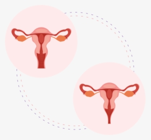 Vaginal Laxity - Labelled Female Reproductive System Diagram Simple, HD Png Download, Transparent PNG