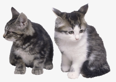 Cat Png - Siamese And Persian Short Hair, Transparent Png, Transparent PNG