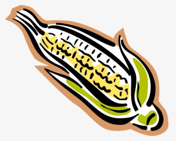 Vector Illustration Of Corn On The Cob Grain Plant - Maize, HD Png Download, Transparent PNG