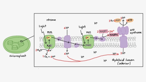 Electron Transport Chain Diagram Labeled, HD Png Download, Transparent PNG