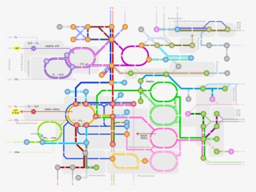 Metro-style Map Of Major Metabolic Pathways - Subway Map Of Metabolism, HD Png Download, Transparent PNG