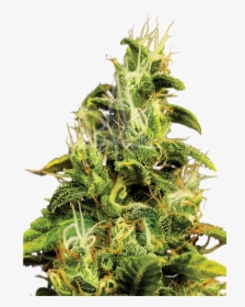 Ak47 Feminized Seeds - Houseplant, HD Png Download, Transparent PNG