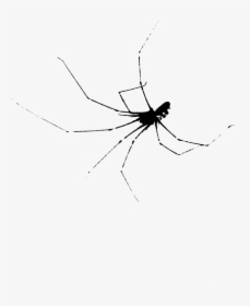 Halloween Scary Spider - Tangle-web Spider, HD Png Download, Transparent PNG