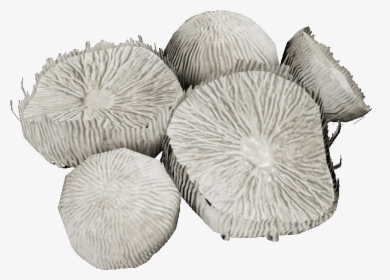 Mycelia - Agaricaceae, HD Png Download, Transparent PNG