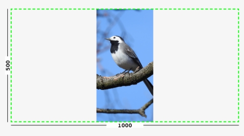 Example Of Max Filter On An Image - Old World Flycatcher, HD Png Download, Transparent PNG