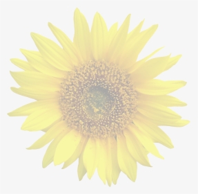 Transparent Flower Graphic, HD Png Download, Transparent PNG