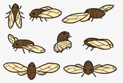 Cicada Vectors - Weevil, HD Png Download, Transparent PNG