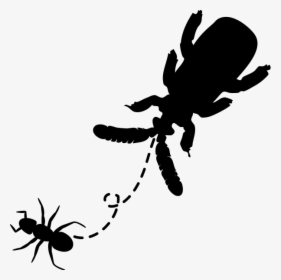 Unnamed - Ant Clip Art, HD Png Download, Transparent PNG