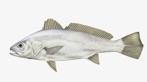 Striper Bass, HD Png Download, Transparent PNG