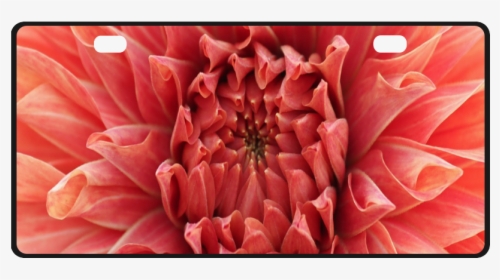 Bright Red Dahlia Flower License Plate - Dahlia, HD Png Download, Transparent PNG