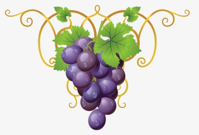Grapevine Clipart Transparent - Clipart Grapes, HD Png Download, Transparent PNG