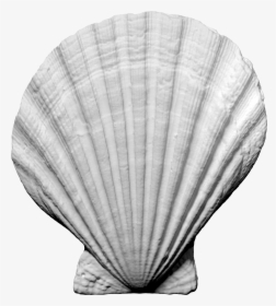 Shell Obj Free, HD Png Download, Transparent PNG