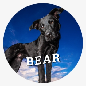Home-bear - Dog Catches Something, HD Png Download, Transparent PNG