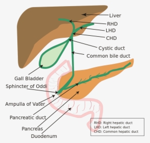 Diagram Of Hepatobiliary System, HD Png Download, Transparent PNG