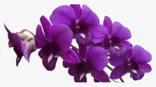 Purple Orchid Transparent Background, HD Png Download, Transparent PNG