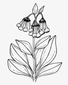 Tall Mountain Bluebells Big - Bluebell Flower Coloring Pages, HD Png Download, Transparent PNG