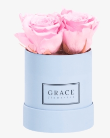 Grace Flowerbox 1 Rose , Png Download - Garden Roses, Transparent Png, Transparent PNG
