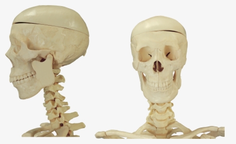 Skeleton Png - Human Skeleton, Transparent Png, Transparent PNG