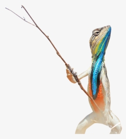 Lizard Holding A Stick, HD Png Download, Transparent PNG
