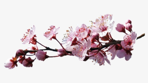 Df/8, The Branch Of Cherry Blossoms - Sakura Branch Png, Transparent Png, Transparent PNG