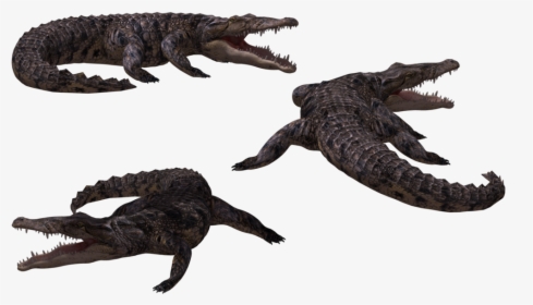 Crocodile 3d Png, Transparent Png, Transparent PNG