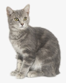 Thumb Image - Grey Cat Png Transparent, Png Download, Transparent PNG