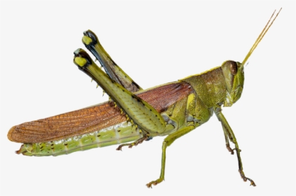 Gafanhoto Grasshopper Grilo Cricket Inseto Freetoedit - Band Winged Grasshoppers, HD Png Download, Transparent PNG
