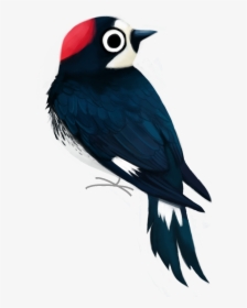 Melanerpes Formicivorus Cartoon, HD Png Download, Transparent PNG