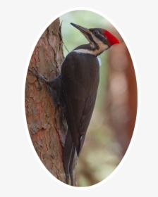 #woodpecker #freetoedit - Pileated Woodpecker, HD Png Download, Transparent PNG