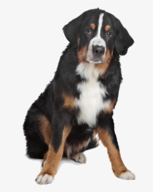 Mixed Breed Black, Brown, And White Dog On Isolated - Bernese Mountain Dog, HD Png Download, Transparent PNG