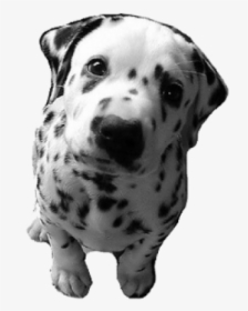 Frases Fofas De Cachorro, HD Png Download, Transparent PNG