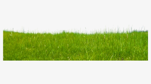 Grass Clipart Free Clip Art Images - Paddy Field, HD Png Download, Transparent PNG