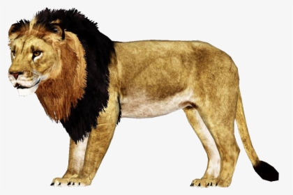 Zt2 African Lion Remake , Png Download - Masai Lion, Transparent Png, Transparent PNG