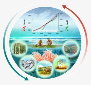 Carbon Cycle Of Coral Reefs, HD Png Download, Transparent PNG