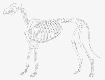 Dog Skeleton Clipart Png Free Download Skeleton Clipart - Sketch, Transparent Png, Transparent PNG