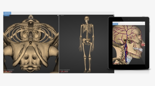 3d Anatomy Software, HD Png Download, Transparent PNG
