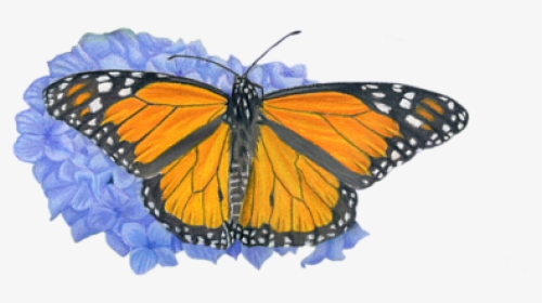 Monarch Butterflies And Hydrangeas, HD Png Download, Transparent PNG