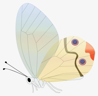 Butterfly Transparent Insect Free Photo - Butterfly, HD Png Download, Transparent PNG