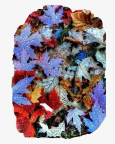 #leaves #fall #colors #autumn #dew #raindrops #ground - Autumn Leaves, HD Png Download, Transparent PNG
