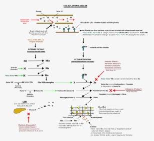 Diagram, HD Png Download, Transparent PNG