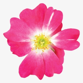 Pink Drift® - Rosa Pink Drift, HD Png Download, Transparent PNG